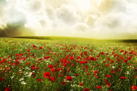 Flowers in field - field, grass, flower, poppy