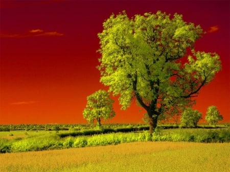 Sunrise - sunrise, field, nature, tree