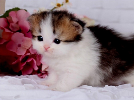 Kitten among flowers - animal, cat, flower, kitten