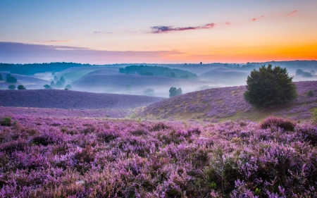 Sea of Purple - nature, fun, cool, flowers, sunset, field