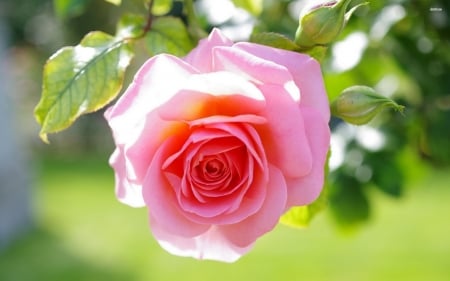 Rose - Rose, nature, flower, pink, flora