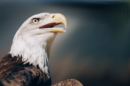 Eagle - eagle, animal, bald, bird