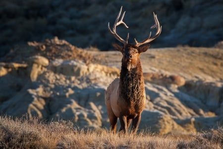 Elk - animal, deer, Elk, horn