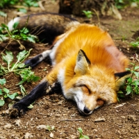 Fox