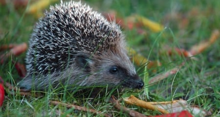 Hedgehog - animal, Hedgehog, paw, horn