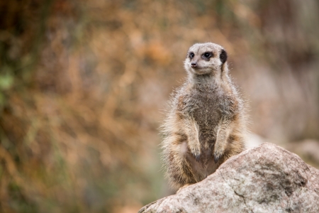 Meerkat - animal, Meerkat, paw, look