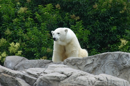 Polar Bear - white, animal, bear, polar