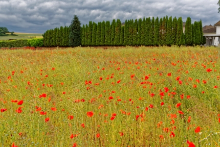 Poppy - nature, field, flower, poppy