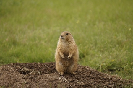 Prairie dog - dog, animal, Prairie, look