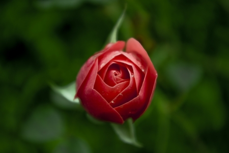 Rose - Rose, flower, nature, leaf