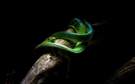 Snake - branch, animal, wood, Snake