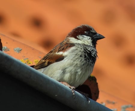 Sparrow - wings, bird, sparrow, anaimal