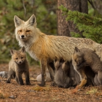 Fox family