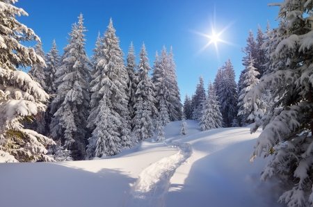 Rays of de sun - forest, snow, sun, winter, path