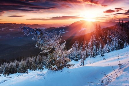 Winter - forest, mountains, winter, sunset