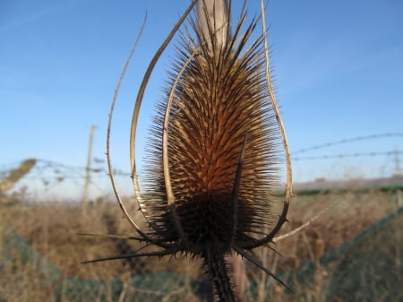 Big Teazle - Hedgerows, Plants, Teazles, Thistles