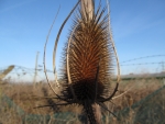 Big Teazle