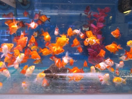 Aquarium - pets, animals, shoals, fish, aquariums, underwater