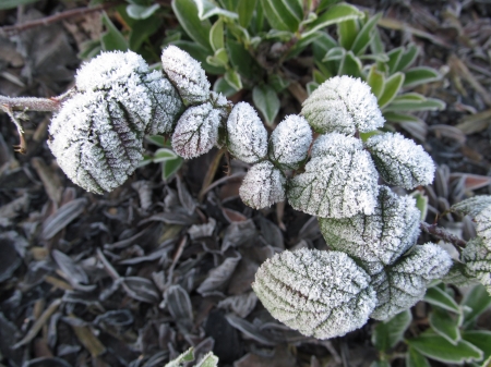 Heavy Frost - frost, winter, leaves, icy, frozen, plants