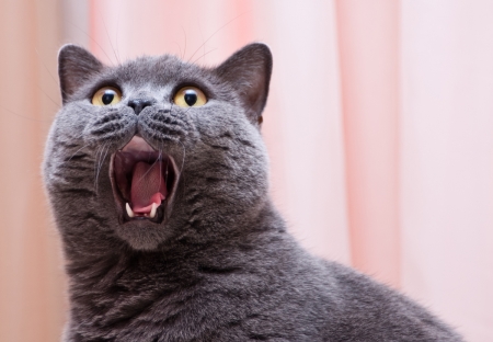 OMG - surprised, grey, animal, pisica, funny, pink, tongue, cat