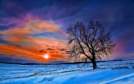 Winter Sunset - sky, tree, sun, colors, snow