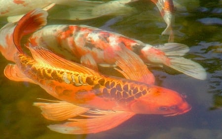 My Koi - fish, koi, carp, animals