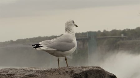 Seagull  at Niagara Falls - resting, falls, seagull, niagara