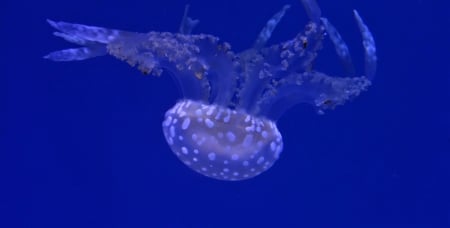 Polka Dot Jellyfish - jellyfish, ripleys, aquarium, polka dot