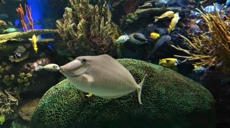 Ripley's Aquarium,Toronto - fish, friends, large, aquarium