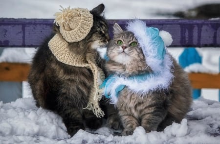 Winter Meeting ♥ - winter, sbow, cute, adorable, love, sweet, cat, kitty