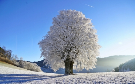 Wintry - snow, winter, nature, tree