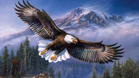 Bald Eagle in Flight