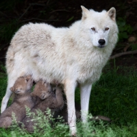 Mother Wolf and Babies