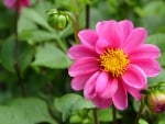 Pink Dahlia