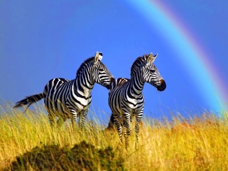 Zebras - rainbow, cute, zebra, yellow, couple, blue