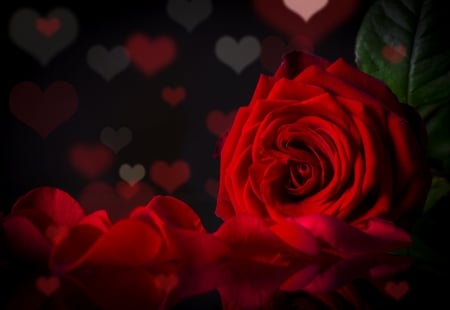 Happy Valentine's Day! - red, flower, ribbon, rose, valentine, heart, bokeh