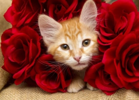 Kitten - cat, valentine, pisica, rose, kitten, ginger, red, card, orange, cute, flower