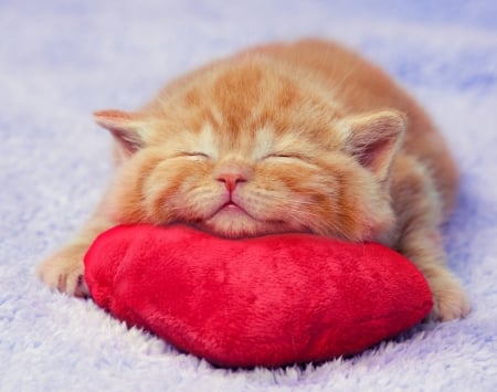 Kitten - cat, heart, valentine, pisica, ginger, kitten, sleep, red, orange, sweet