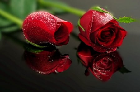 Red roses - two, roses, wet, lovely, reflection, pretty, petals, beautiful, red, leaves, flowers, drops