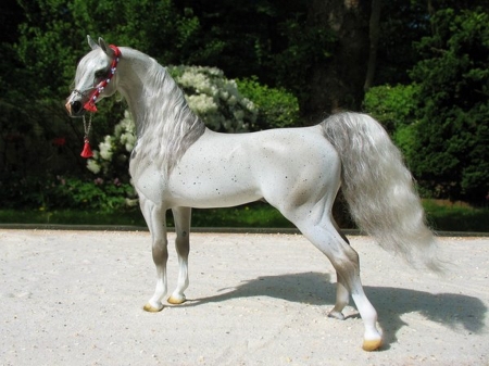 Champ - beaty, white, arabian, horse