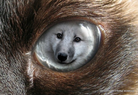 bright eyes - white, wolves, animals, natur