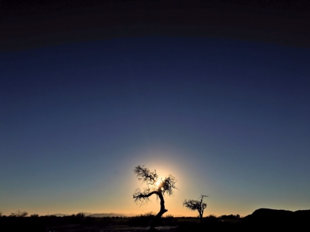 Arizona Sunset - arizona, sunset, desert, tree, sun, sky