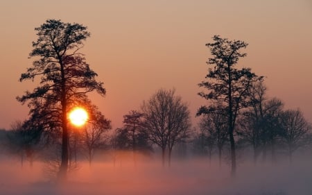 Beautiful Sunset - nature, sky, sunset, trees