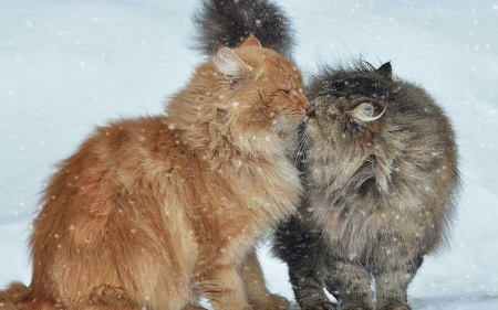 Winter Love - animal, winter, cat, kittens, love, fluffy, snow