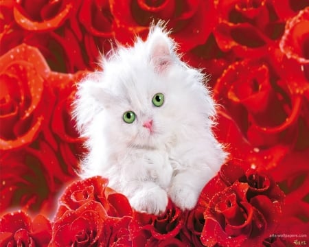 Kitten - flower, sweet, cat, pisica, white, animal, kitten, red, valentine, rose, cute, card