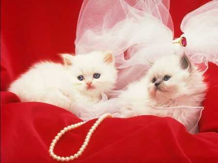 Kittens - red, animal, sweet, cat, beads, white, valentine, kitten, couple