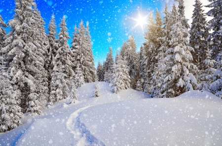 Winter view - trees, winter, snowflakes, snow, landscape, slope, forest, mountain, glow, view, snowfall, sun, sky