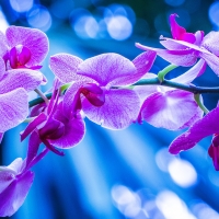 Purple orchids background