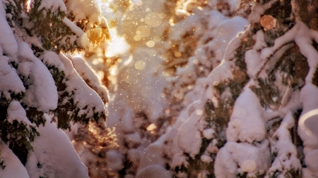 Sun Through the Trees - trees, winter, nature, lights, snow, sun