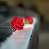 Musical Rose â™¥